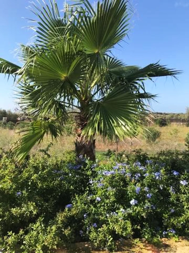Villa Deluxe, imagen 12